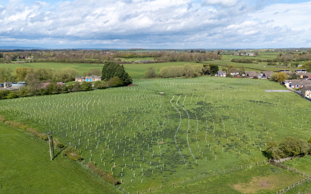 Earth Day 2026: One Year of Thompson Wood